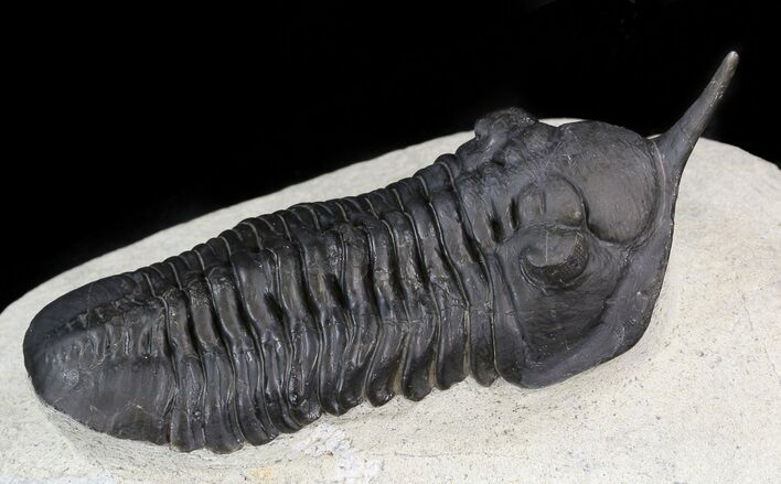 Large, Morocconites Trilobite - Ofaten, Morocco #44525